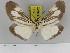  ( - Zwier DNA 1177)  @14 [ ] Copyright (2010) Jaap Zwier Research Collection of Jaap Zwier