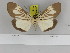  ( - Zwier DNA 1178)  @11 [ ] Copyright (2010) Jaap Zwier Research Collection of Jaap Zwier