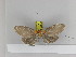 ( - Zwier DNA 1183)  @13 [ ] Copyright (2010) Jaap Zwier Research Collection of Jaap Zwier