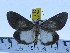  ( - ZWIER DNA 0411)  @13 [ ] Copyright (2010) Unspecified Research Collection of Jaap Zwier
