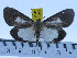  ( - ZWIER DNA 0412)  @13 [ ] Copyright (2010) Unspecified Research Collection of Jaap Zwier