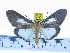  ( - ZWIER DNA 0418)  @13 [ ] Copyright (2010) Unspecified Research Collection of Jaap Zwier