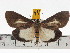  (Asota heliconia timorana - ZWIER DNA 0423)  @14 [ ] Copyright (2010) Unspecified Research Collection of Jaap Zwier