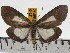  (Asota heliconia - ZWIER DNA 0428)  @14 [ ] Copyright (2010) Unspecified Research Collection of Jaap Zwier