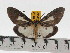  (Asota venalba - ZWIER DNA 0448)  @14 [ ] Copyright (2010) Unspecified Research Collection of Jaap Zwier