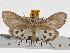  (Asota canaraica - ZWIER DNA 0461)  @13 [ ] Copyright (2010) Unspecified Research Collection of Jaap Zwier