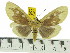  (Asota javana javana - ZWIER DNA 0503)  @14 [ ] Copyright (2010) Unspecified Research Collection of Jaap Zwier