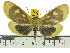  (Asota celebensis - ZWIER DNA 0513)  @15 [ ] Copyright (2010) Unspecified Research Collection of Jaap Zwier