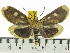  ( - ZWIER DNA 0515)  @14 [ ] Copyright (2010) Unspecified Research Collection of Jaap Zwier