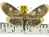  (Asota javana celebensis - ZWIER DNA 0516)  @11 [ ] Copyright (2010) Unspecified Research Collection of Jaap Zwier