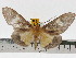 (Asota diana - ZWIER DNA 0521)  @14 [ ] Copyright (2010) Unspecified Research Collection of Jaap Zwier