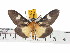 ( - ZWIER DNA 0522)  @14 [ ] Copyright (2010) Unspecified Research Collection of Jaap Zwier