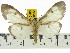  (Asota plana - ZWIER DNA 0545)  @15 [ ] Copyright (2010) Unspecified Research Collection of Jaap Zwier