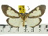  ( - ZWIER DNA 0553)  @14 [ ] Copyright (2010) Unspecified Research Collection of Jaap Zwier