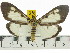  ( - ZWIER DNA 0555)  @14 [ ] Copyright (2010) Unspecified Research Collection of Jaap Zwier