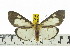  ( - ZWIER DNA 0558)  @14 [ ] Copyright (2010) Unspecified Research Collection of Jaap Zwier