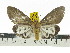  (Asota paphos - ZWIER DNA 0584)  @15 [ ] Copyright (2010) Unspecified Research Collection of Jaap Zwier