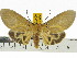  (Asota sericea - ZWIER DNA 0591)  @14 [ ] Copyright (2010) Unspecified Research Collection of Jaap Zwier