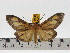  (Asota discolor - ZWIER DNA 0604)  @11 [ ] Copyright (2010) Unspecified Research Collection of Jaap Zwier