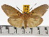 (Asota avacta - ZWIER DNA 0653)  @15 [ ] Copyright (2010) Unspecified Research Collection of Jaap Zwier