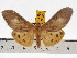  (Asota producta - ZWIER DNA 0655)  @15 [ ] Copyright (2010) Unspecified Research Collection of Jaap Zwier