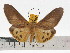  (Asota plaginota - ZWIER DNA 0668)  @15 [ ] Copyright (2010) Unspecified Research Collection of Jaap Zwier