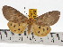  (Asota caricae - ZWIER DNA 0684)  @14 [ ] Copyright (2010) Unspecified Research Collection of Jaap Zwier