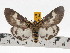  (Asota tortuosa - ZWIER DNA 0686)  @15 [ ] Copyright (2010) Unspecified Research Collection of Jaap Zwier