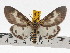  ( - ZWIER DNA 0690)  @15 [ ] Copyright (2010) Unspecified Research Collection of Jaap Zwier