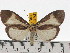  (Asota trinacria - ZWIER DNA 0694)  @15 [ ] Copyright (2010) Unspecified Research Collection of Jaap Zwier