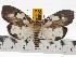  (Asota kinabaluensis - ZWIER DNA 0793)  @15 [ ] Copyright (2010) Unspecified Research Collection of Jaap Zwier