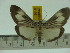  ( - ZWIER DNA 0106)  @13 [ ] Copyright (2010) Unspecified Research Collection of Jaap Zwier