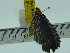  ( - ZWIER DNA 0180)  @12 [ ] Copyright (2010) Unspecified Research Collection of Jaap Zwier