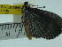  ( - ZWIER DNA 0185)  @12 [ ] Copyright (2010) Unspecified Research Collection of Jaap Zwier