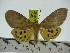  ( - ZWIER DNA 0246)  @11 [ ] Copyright (2010) Unspecified Research Collection of Jaap Zwier