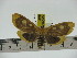  ( - ZWIER DNA 0283)  @14 [ ] Copyright (2010) Unspecified Research Collection of Jaap Zwier