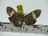  ( - ZWIER DNA 0287)  @13 [ ] Copyright (2010) Unspecified Research Collection of Jaap Zwier