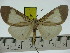  (Asota clara clara - ZWIER DNA 0318)  @12 [ ] Copyright (2010) Unspecified Research Collection of Jaap Zwier