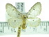  (Soloe - ZWIER DNA 0342)  @15 [ ] Copyright (2010) Unspecified Research Collection of Jaap Zwier