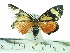  (Phaegorista agaristoides - ZWIER DNA 0363)  @12 [ ] Copyright (2010) Unspecified Research Collection of Jaap Zwier