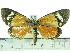  (Phaegorista sp - ZWIER DNA 0366)  @11 [ ] Copyright (2010) Unspecified Research Collection of Jaap Zwier