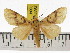  (Agape stapialis - ZWIER DNA 0804)  @15 [ ] CreativeCommons - Attribution Non-Commercial Share-Alike (2012) J. H. H. Zwier Unspecified