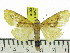  (Agape snelleni - ZWIER DNA 0818)  @12 [ ] CreativeCommons - Attribution Non-Commercial Share-Alike (2012) J. H. H. Zwier Unspecified