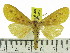  (Agape sp - ZWIER DNA 0819)  @14 [ ] CreativeCommons - Attribution Non-Commercial Share-Alike (2012) J. H. H. Zwier Unspecified