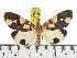  (Asota woodfordi - ZWIER DNA 0852)  @15 [ ] CreativeCommons - Attribution Non-Commercial Share-Alike (2012) J. H. H. Zwier Unspecified