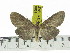  (Asota JZ03b - ZWIER DNA 0866)  @13 [ ] CreativeCommons - Attribution Non-Commercial Share-Alike (2012) J. H. H. Zwier Unspecified