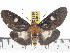  ( - ZWIER DNA 0868)  @13 [ ] CreativeCommons - Attribution Non-Commercial Share-Alike (2012) J. H. H. Zwier Unspecified