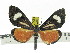  (Phaegorista bicurvata - ZWIER DNA 0876)  @14 [ ] CreativeCommons - Attribution Non-Commercial Share-Alike (2012) J. H. H. Zwier Unspecified