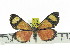  (Phaegorista zebra - ZWIER DNA 0877)  @13 [ ] CreativeCommons - Attribution Non-Commercial Share-Alike (2012) J. H. H. Zwier Unspecified
