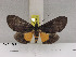  ( - ZWIER DNA 1092)  @14 [ ] Copyright (2010) Jaap Zwier Research Collection of Jaap Zwier